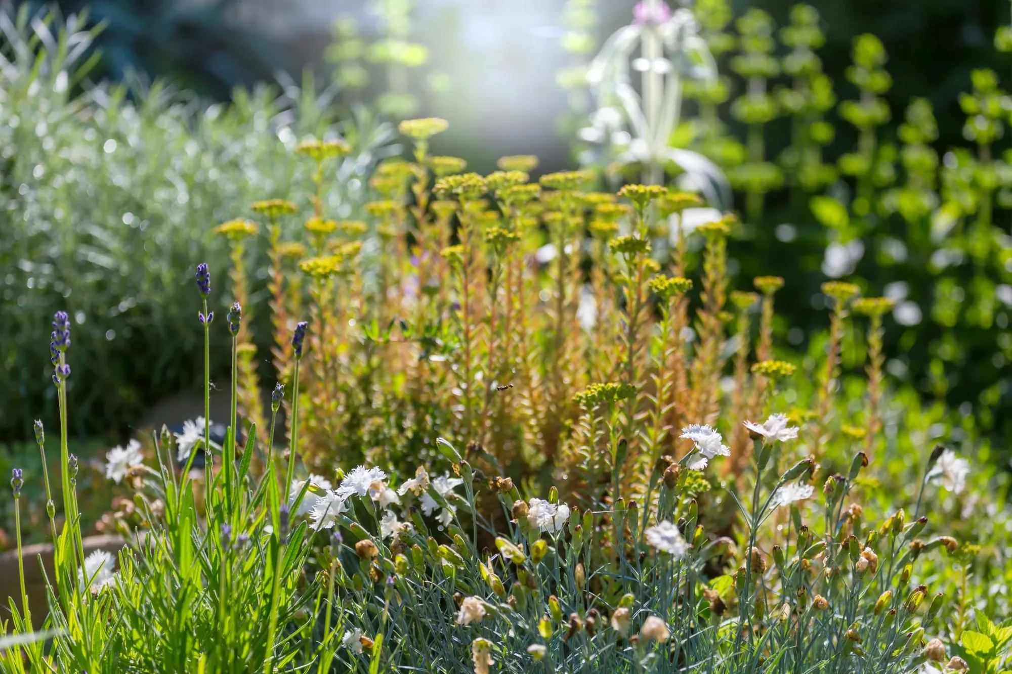 Jardin moderne réalisé