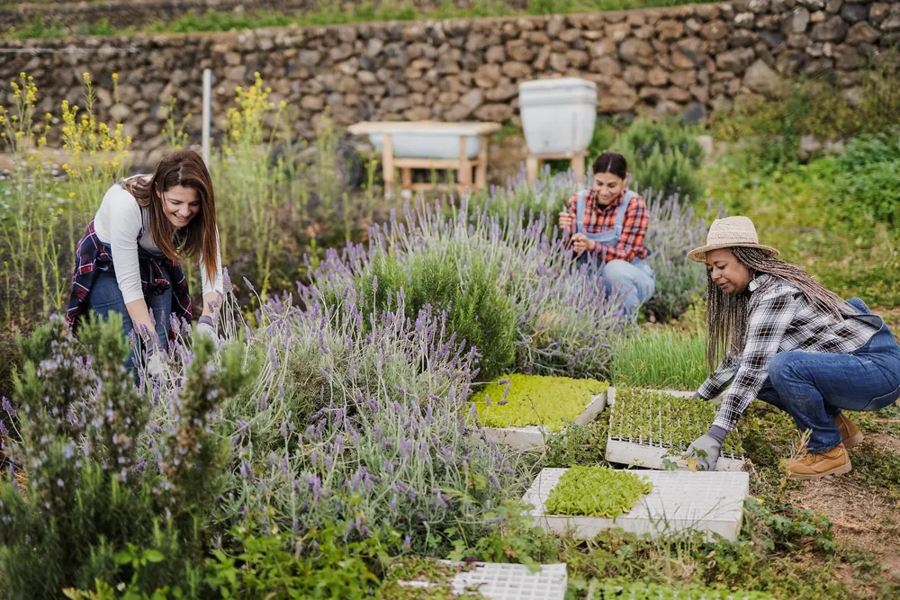 Paysagiste à [Votre Ville] — création de jardin et aménagement extérieur