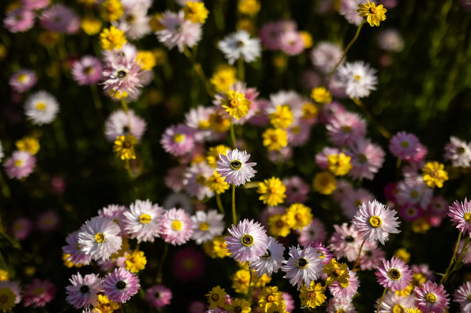 photographie